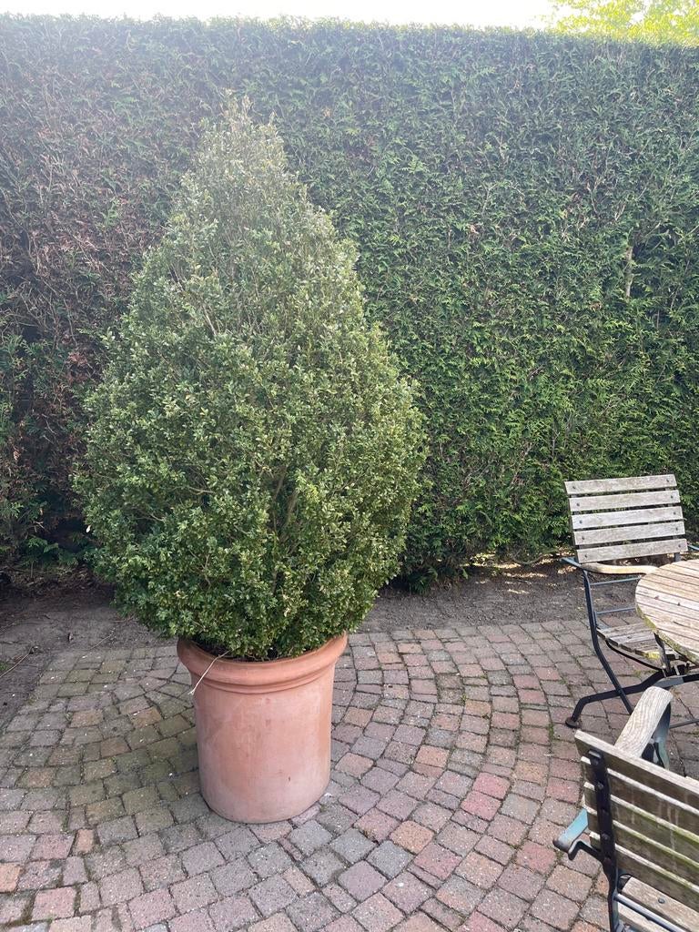 Buxus in pot, Tuin en Terras, Ophalen, Buxus
