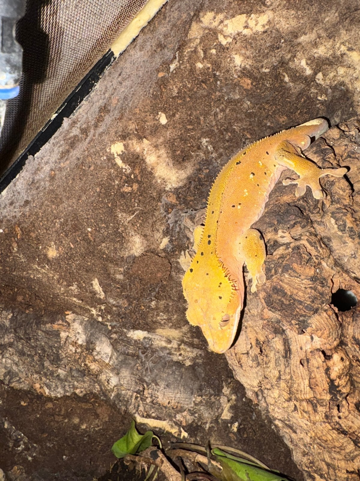 Wimpergekko, Dieren en Toebehoren, Tam