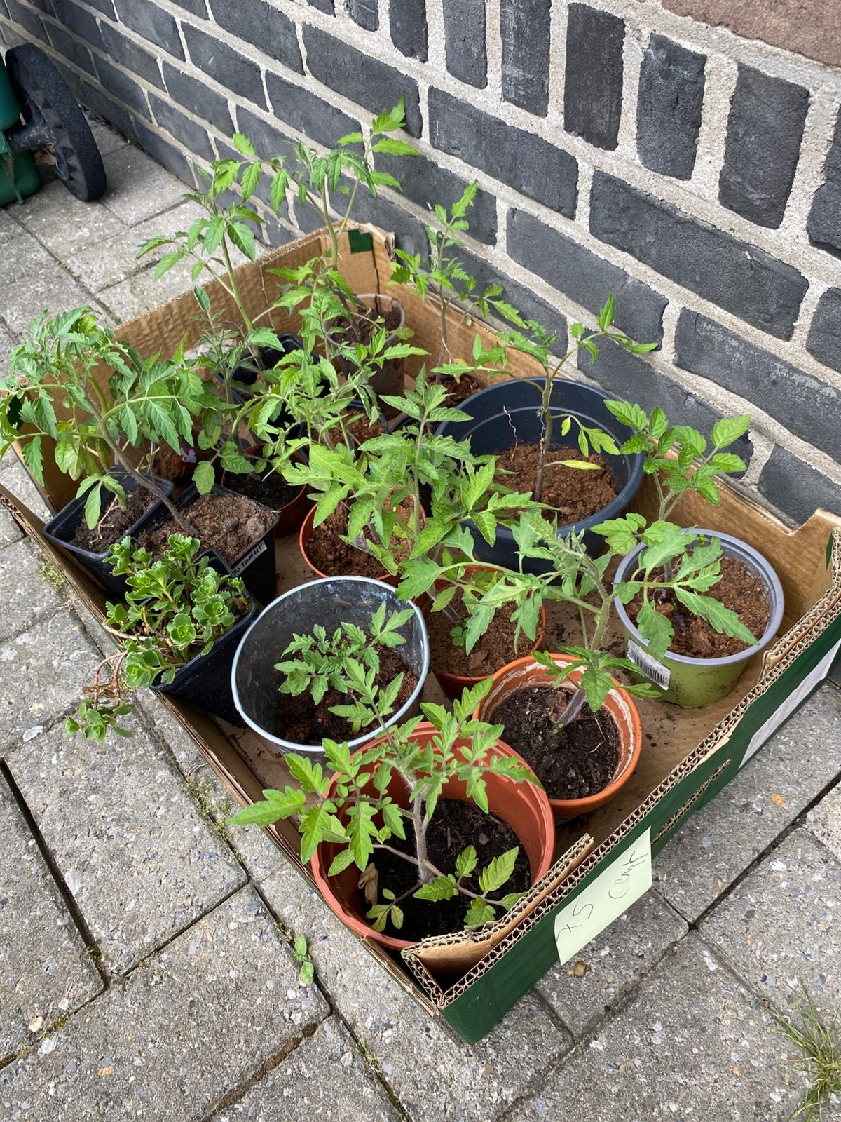 gratis planten tomaat, Ophalen