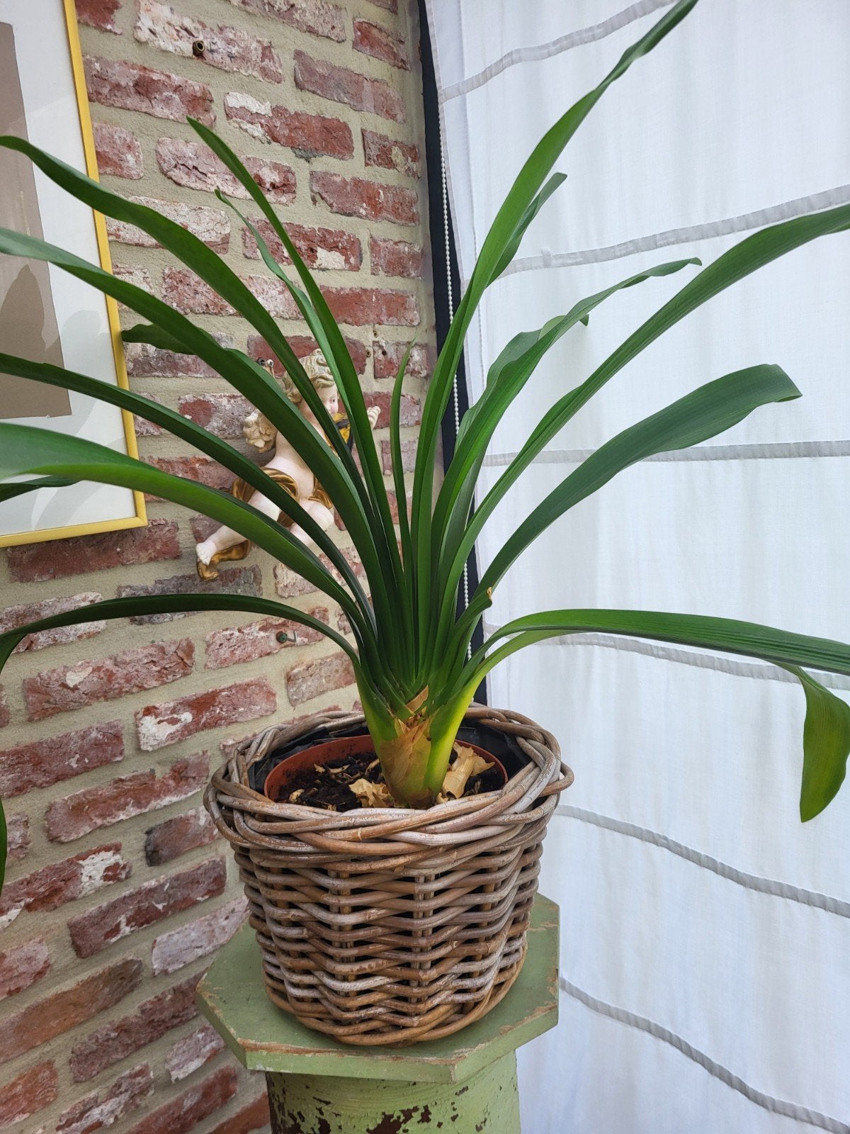 Clivia, Maison & Meubles, Plantes d'intérieur, Enlèvement