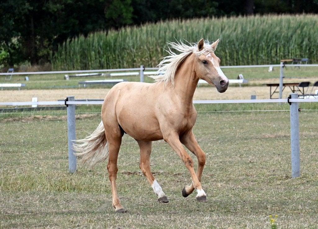 jaarling D-pony merrie, Avec pedigree, Poney D (1.37 m à 1.48m), Ne s'applique pas, 0 à 2 ans