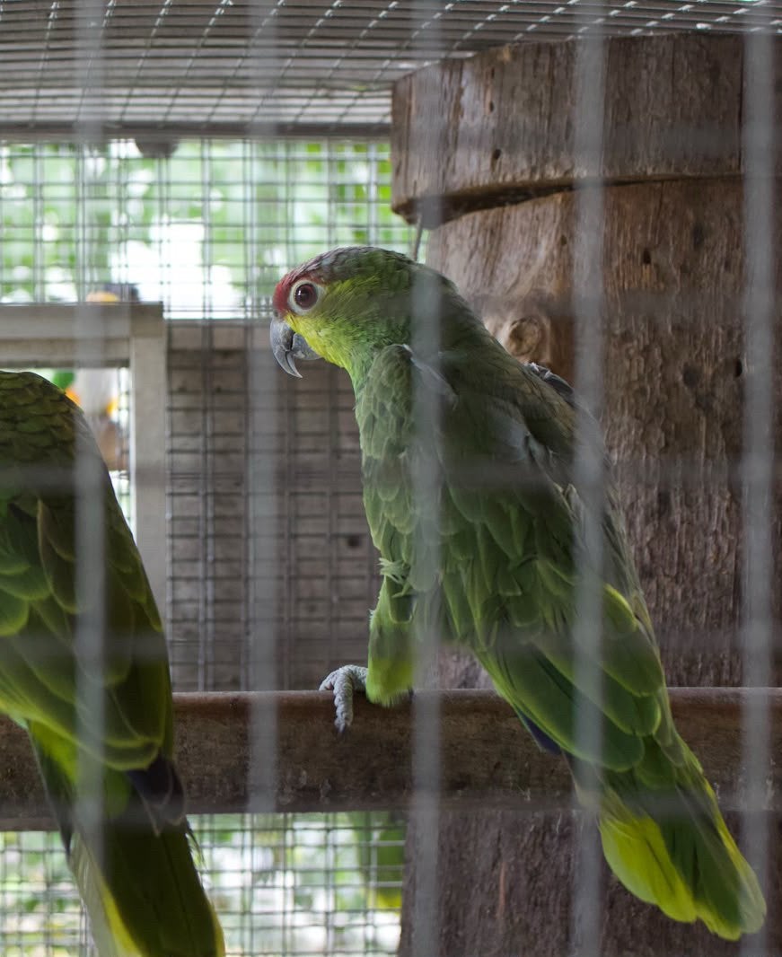 1-1 amazona lilacina te koop 2025, Plusieurs animaux, Perroquet, Bagué