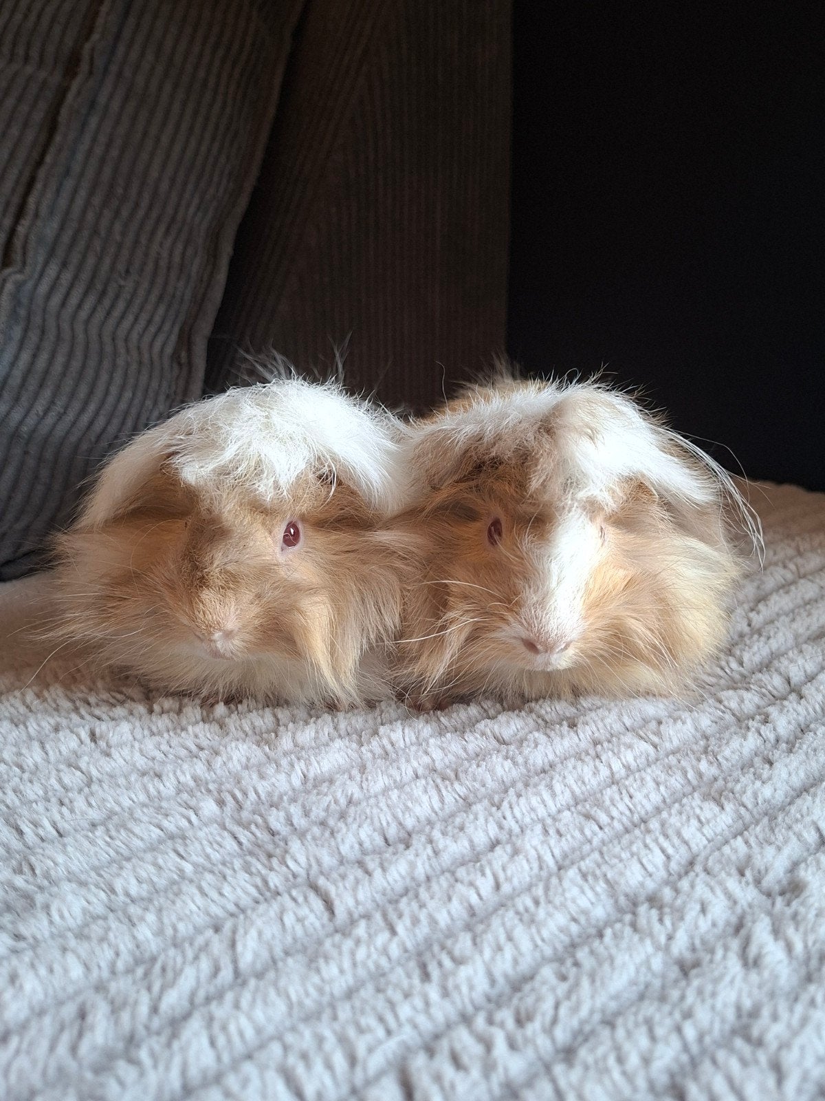 Leuke Peruvian Lilac creme wit beertjes, Dieren en Toebehoren, Knaagdieren, Cavia, Juni, Mannelijk, Tam