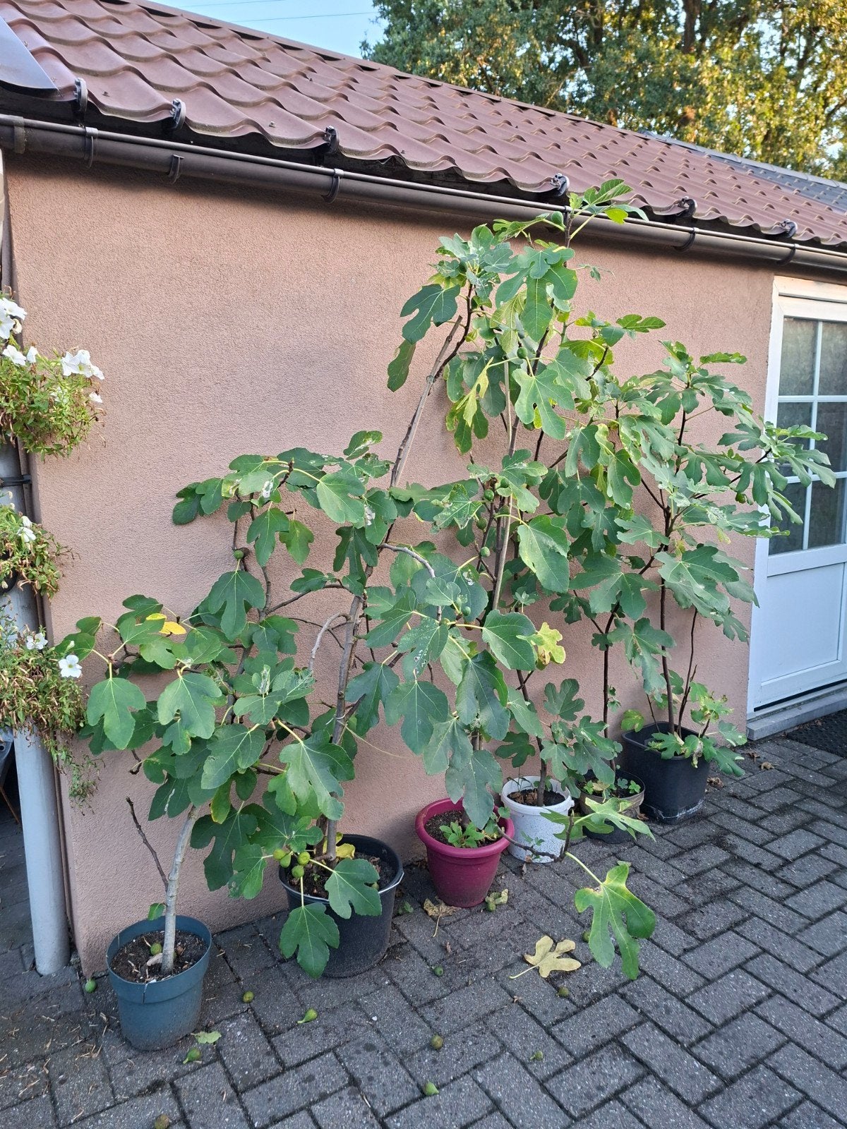 vijgenbomen, Tuin en Terras, Planten | Bomen, Ophalen