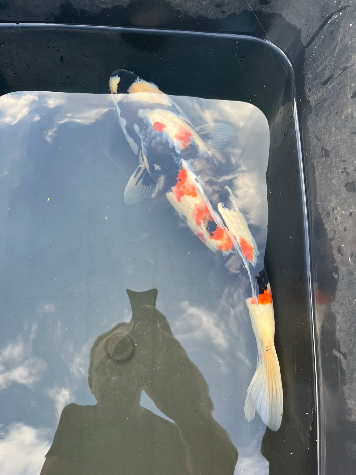 2 Japanse koi’s (uitdunnen bestand 46 en 43 cm), Dieren en Toebehoren, Karper of Koi