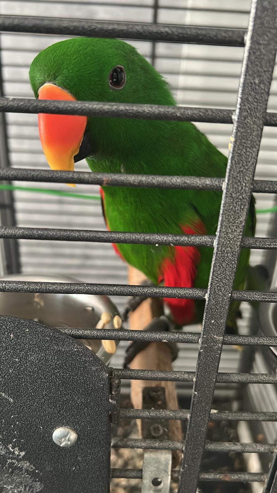 2 jaar oud pratende eclectus papegaai met kooi, Dieren en Toebehoren, Vogels | Parkieten en Papegaaien, Mannelijk, Papegaai, Pratend