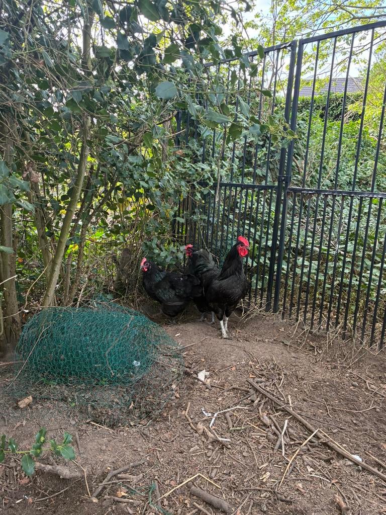 Trio australorp (2 hennen en haan), Dieren en Toebehoren, Pluimvee