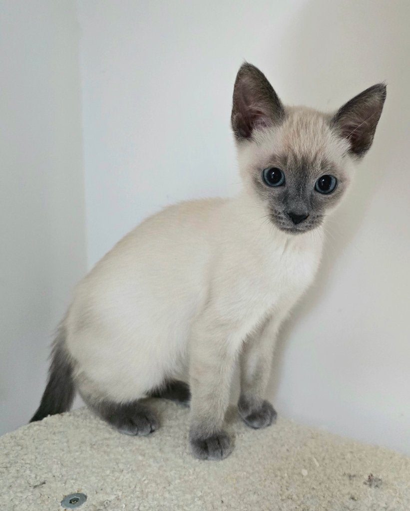 Chatons siamois, Plusieurs animaux, Avec puce électronique, 0 à 2 ans