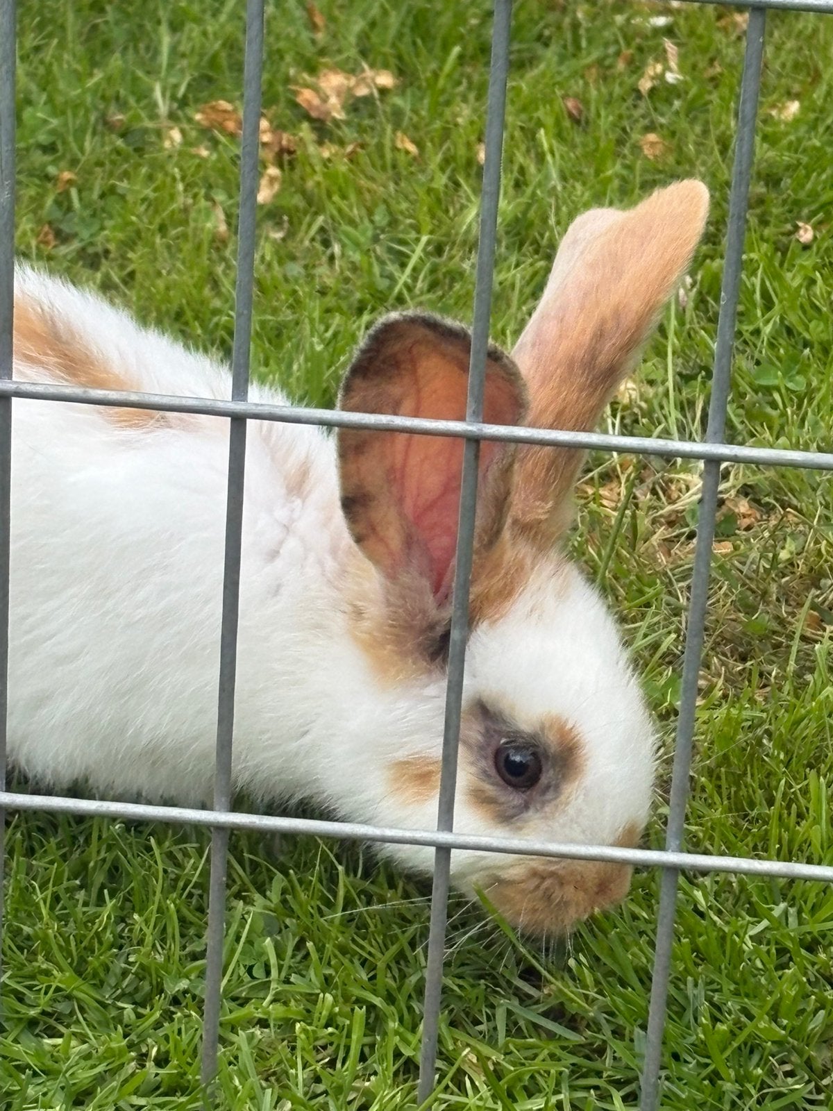 Lapin mâle, Animaux & Accessoires, Mâle, Grand