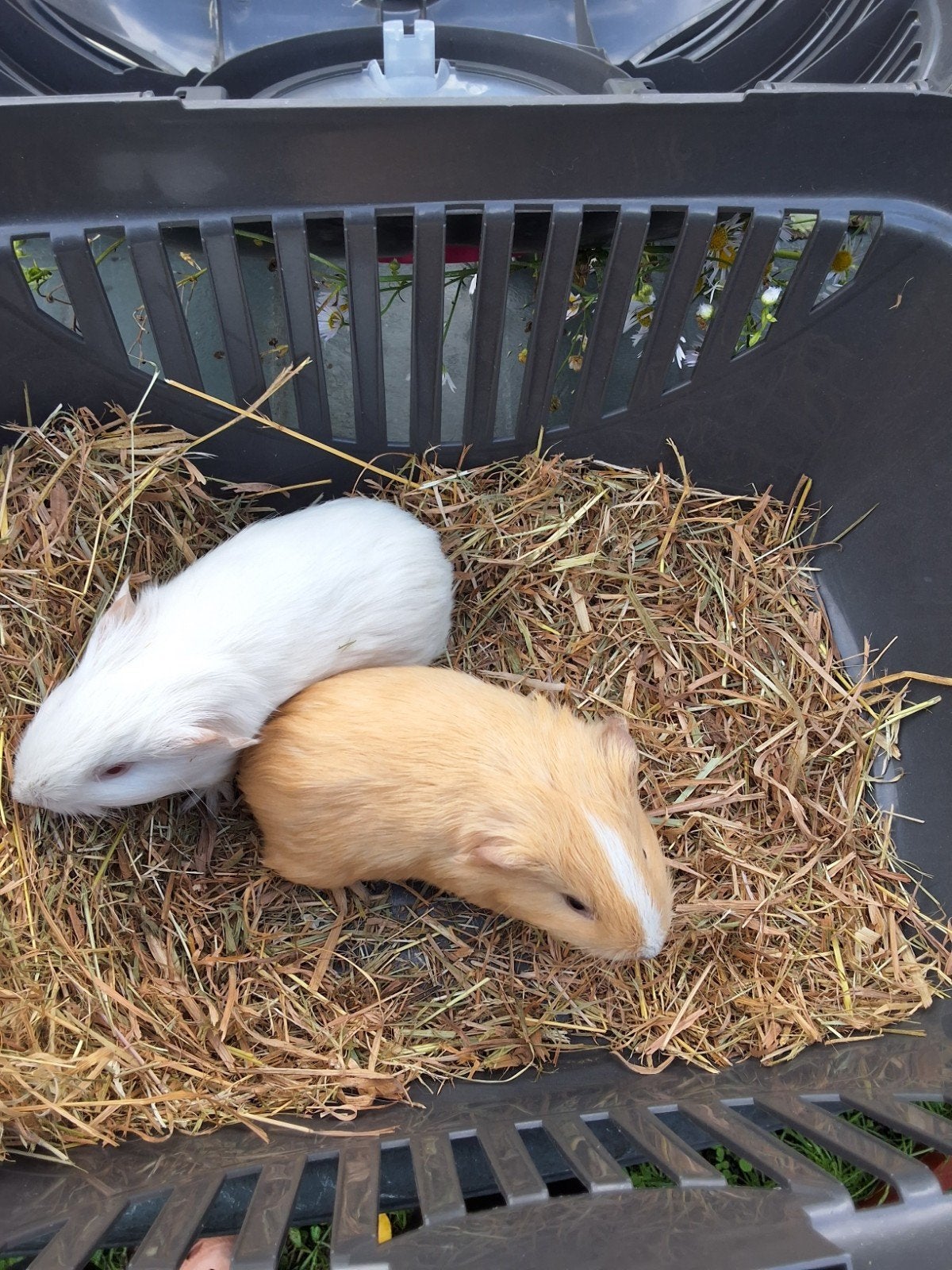 cavia beertjes broertjes, Animaux & Accessoires, Septembre, Mâle, Cobaye