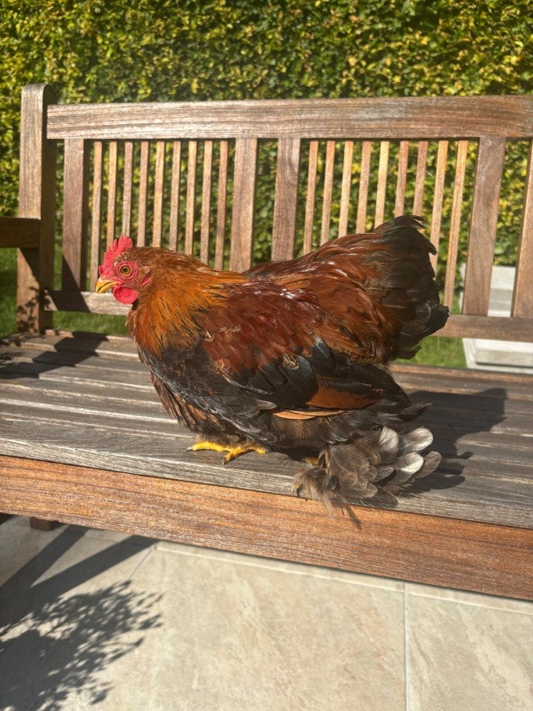 Gezonde cochin kriel hanen te koop van 4 maanden oud., Plusieurs animaux, Poule ou poulet