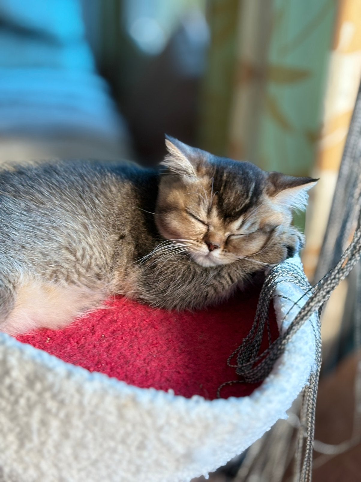 Brits korthaar Lyabuba, Dieren en Toebehoren, Katten en Kittens | Raskatten | Korthaar, Poes, Gechipt, 0 tot 2 jaar