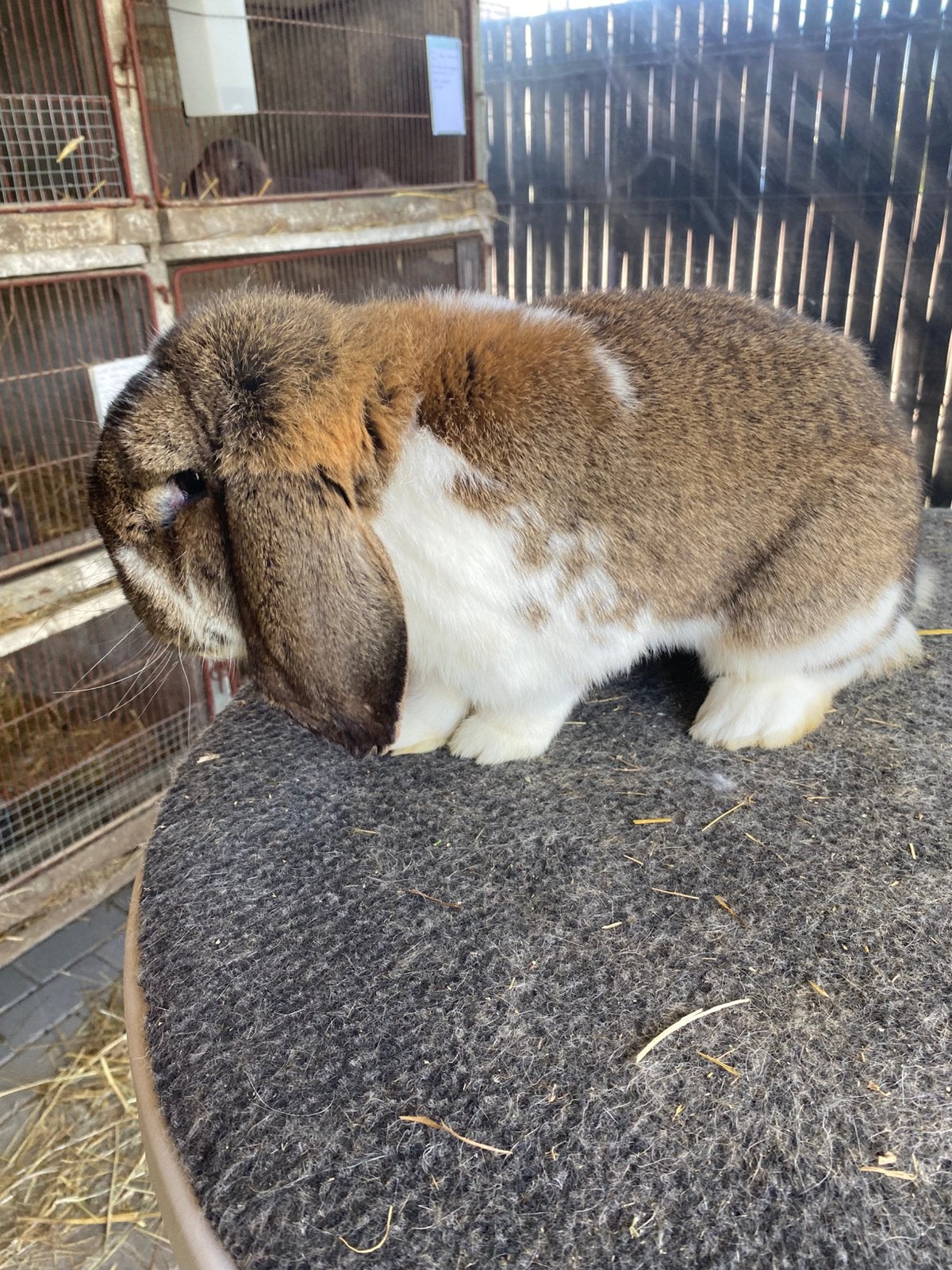 Duitse hangoor konijn, Animaux & Accessoires, Volatiles