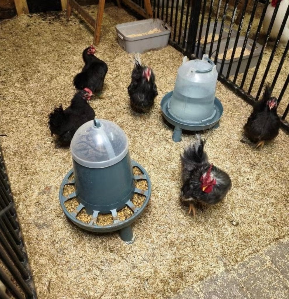 Serama zijdeveer, Dieren en Toebehoren, Pluimvee, Kip