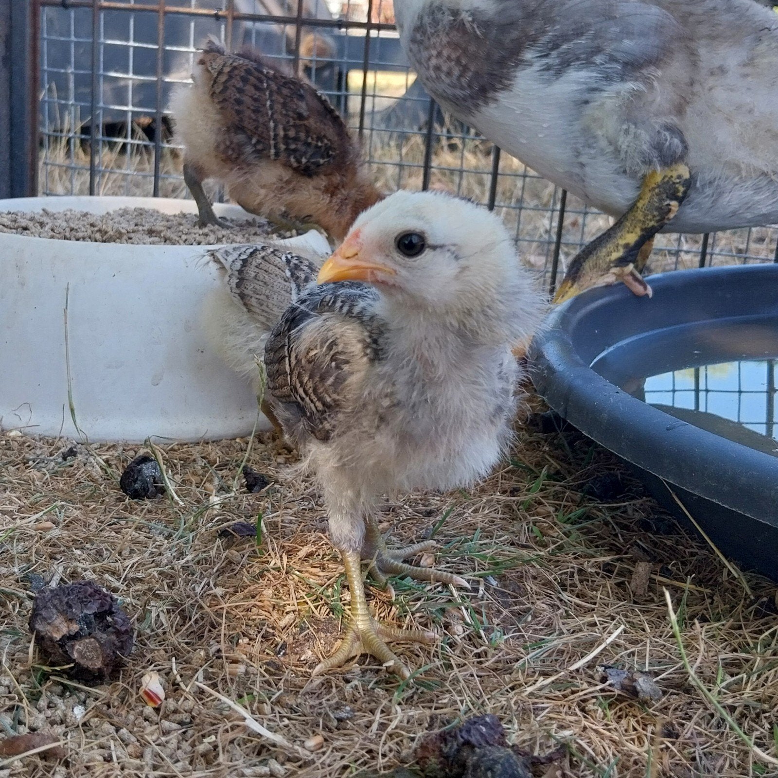 Tam groenlegger haantje, Dieren en Toebehoren, Pluimvee