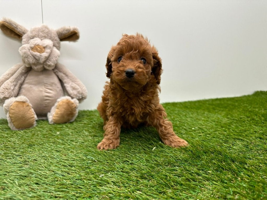 Nestje Cavapoo pups (F2) 1, België, CDV (hondenziekte), 8 tot 15 weken, Meerdere