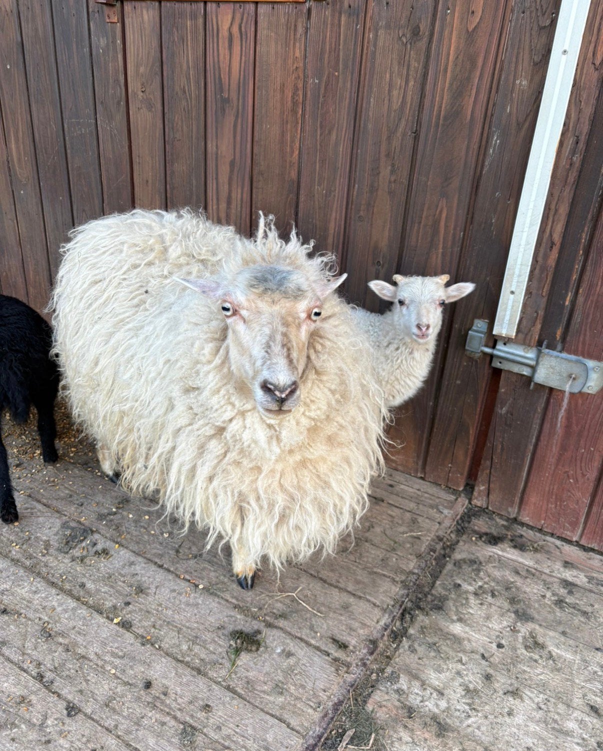 Ouessant schaap te koop, Femelle, Mouton