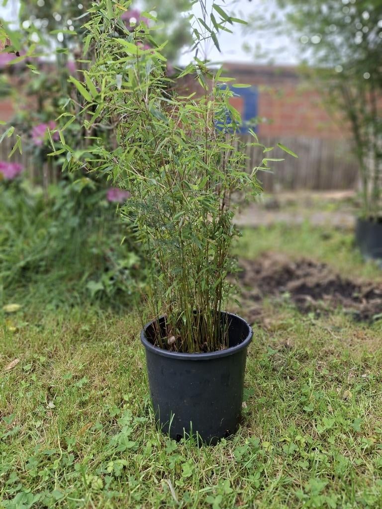 Bambous, Tuin en Terras, Planten | Tuinplanten, Ophalen, Volle zon, Vaste plant, Siergrassen