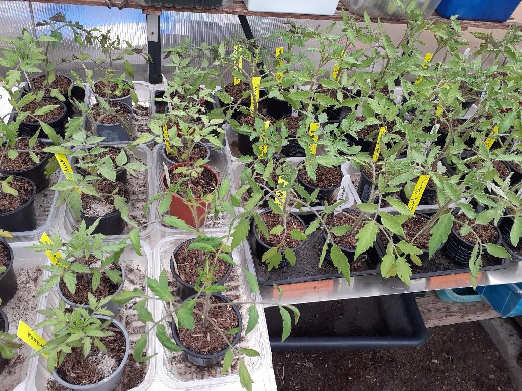 surplus plants de tomates, Enlèvement, Plante fixe, Plantes potagères, Plein soleil