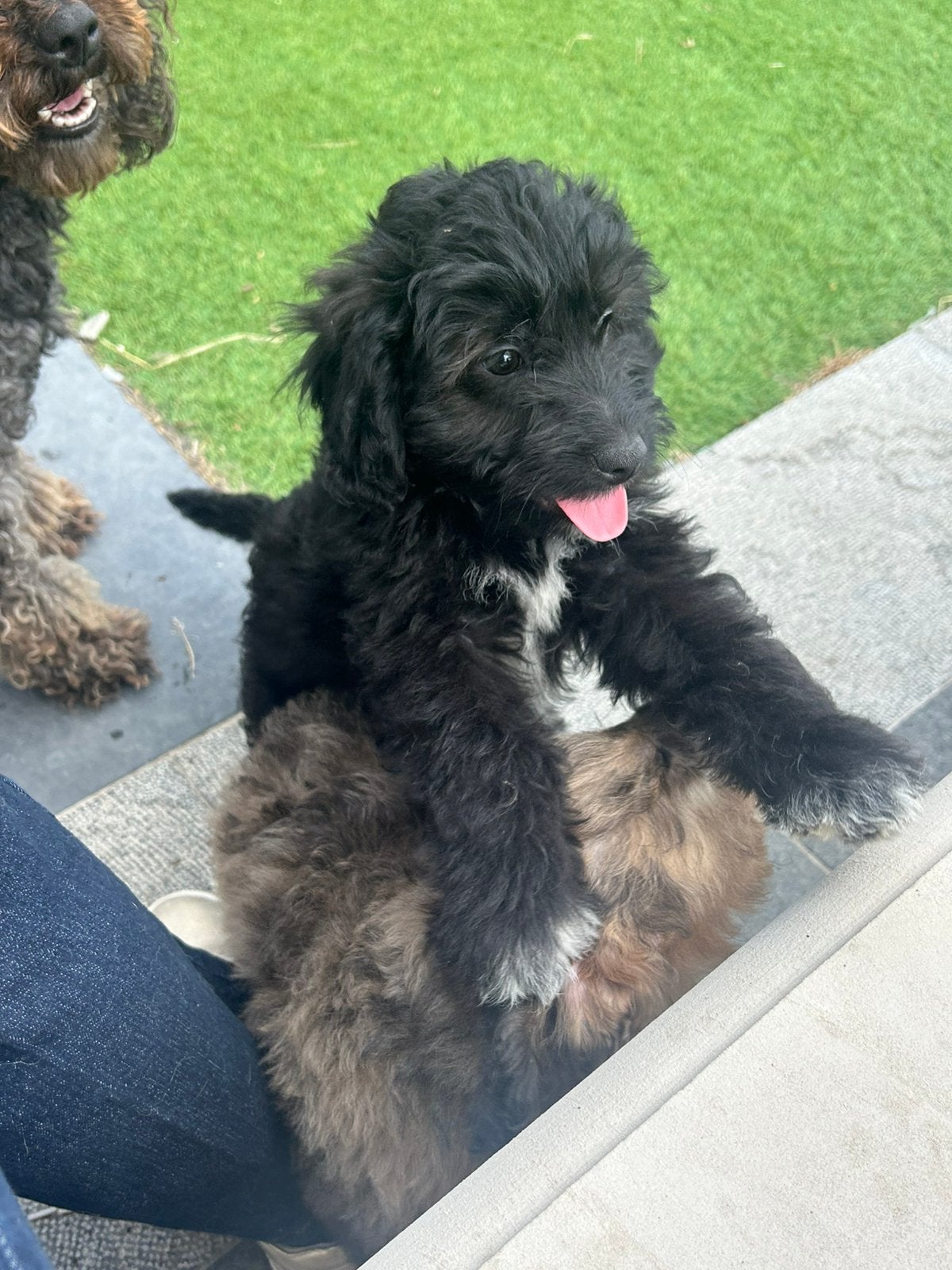 Mini Aussiedoodle reutjes, Parvo, België, Reu, 8 tot 15 weken