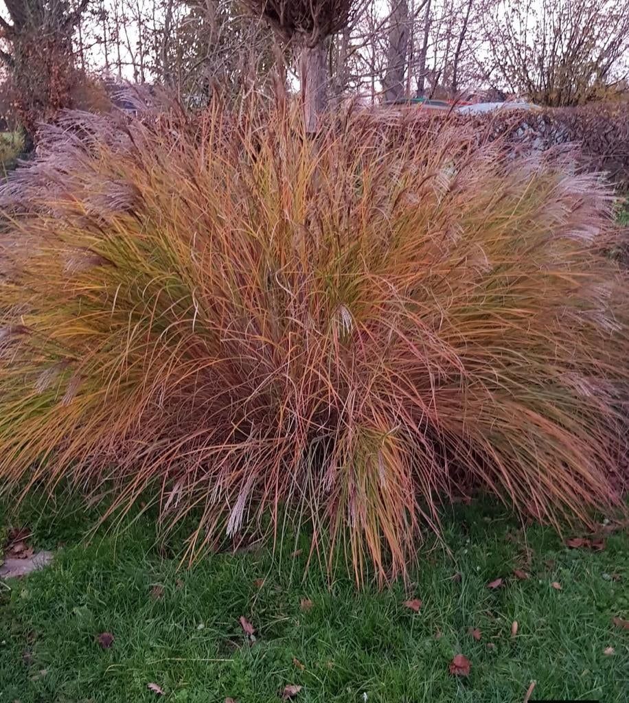 3 hautes herbes ornementales, Jardin & Terrasse, Plantes | Jardin, Enlèvement, Graminées ornementales