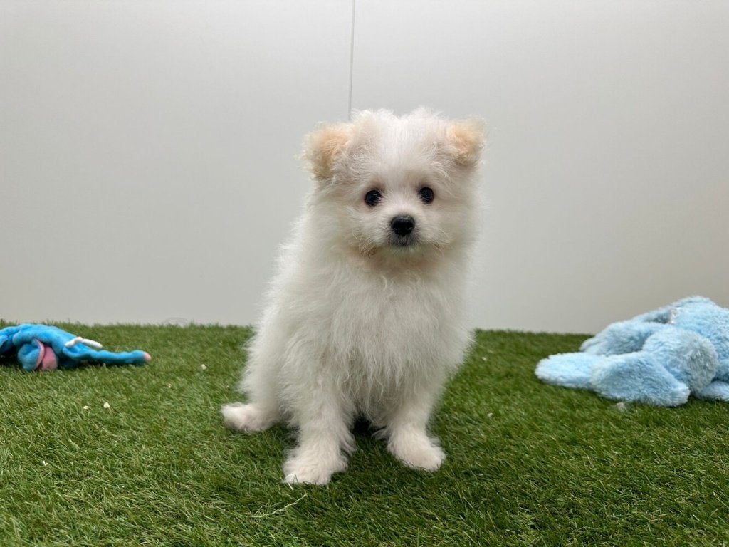 Chiots Pom Frisé (Bichon Frisé x Loulou de Poméranie)