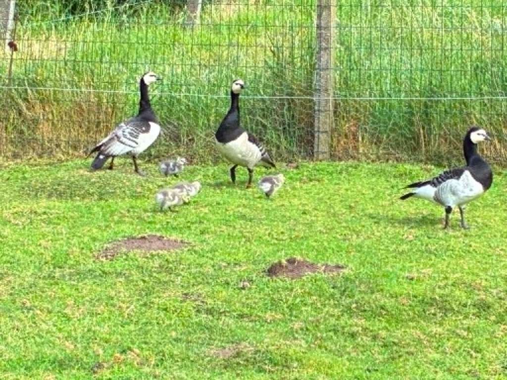 Brandganzen, Meerdere dieren, Gans of Zwaan
