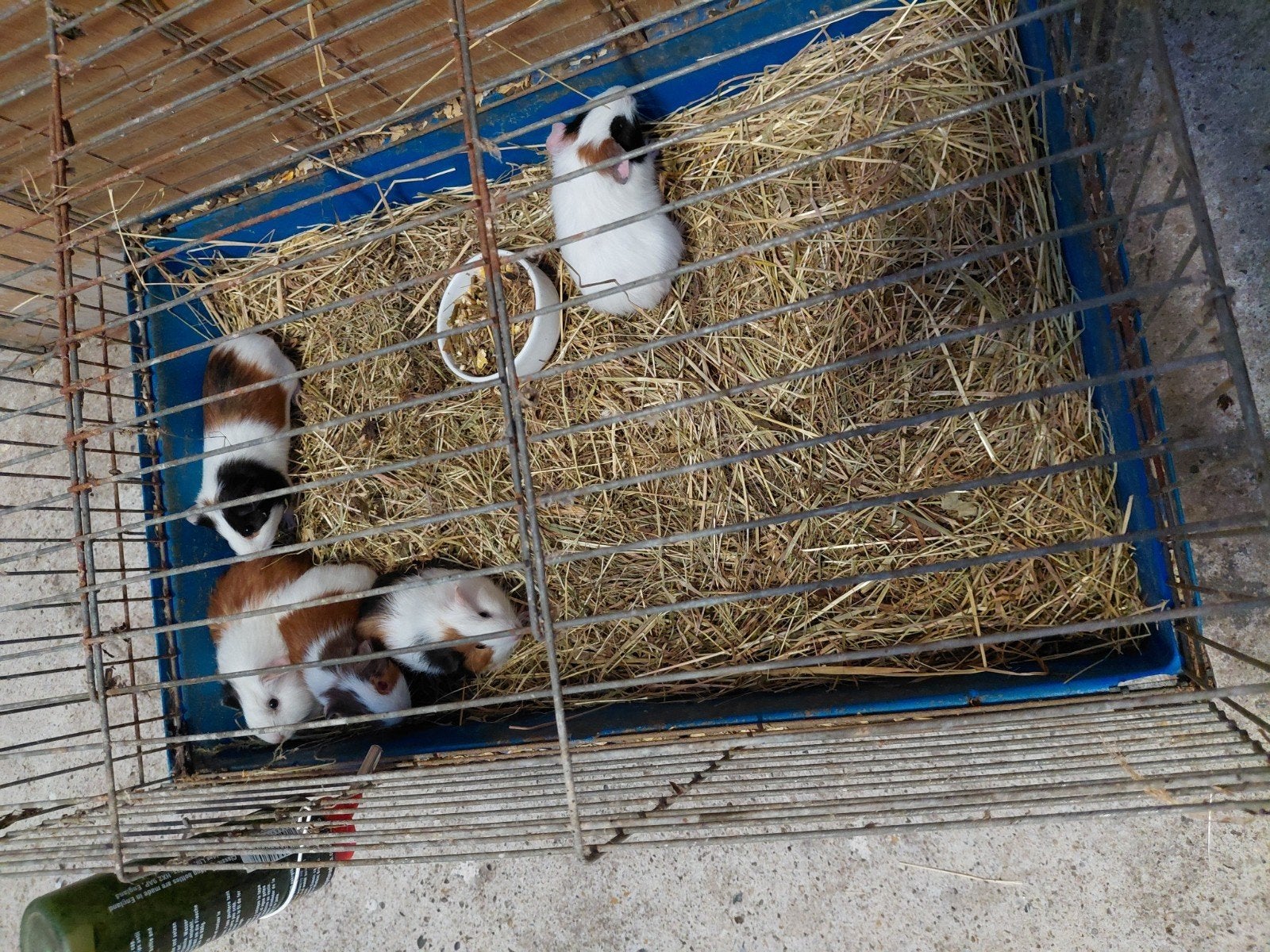 5 prachtige jonge cavia zeugjes, Dieren en Toebehoren, Augustus, Vrouwelijk, Cavia
