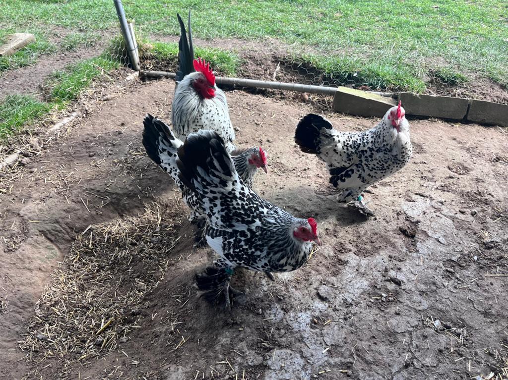 Broedeieren Sabelpootkriel - Zilver porselein, Dieren en Toebehoren, Pluimvee, Kip, Vrouwelijk