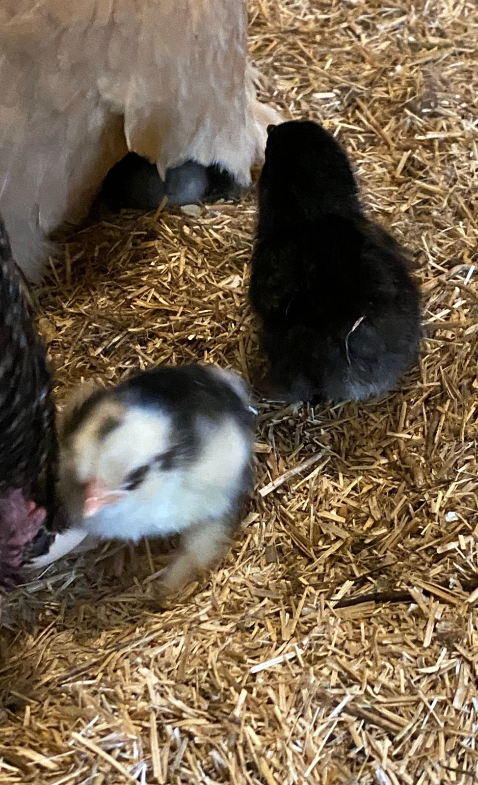 Kuikens, Animaux & Accessoires, Volatiles, Poule ou poulet