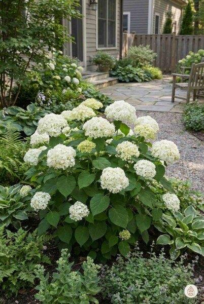 Hortensia Annabelle, Tuin en Terras, Vaste plant, Halfschaduw, Zomer, Ophalen