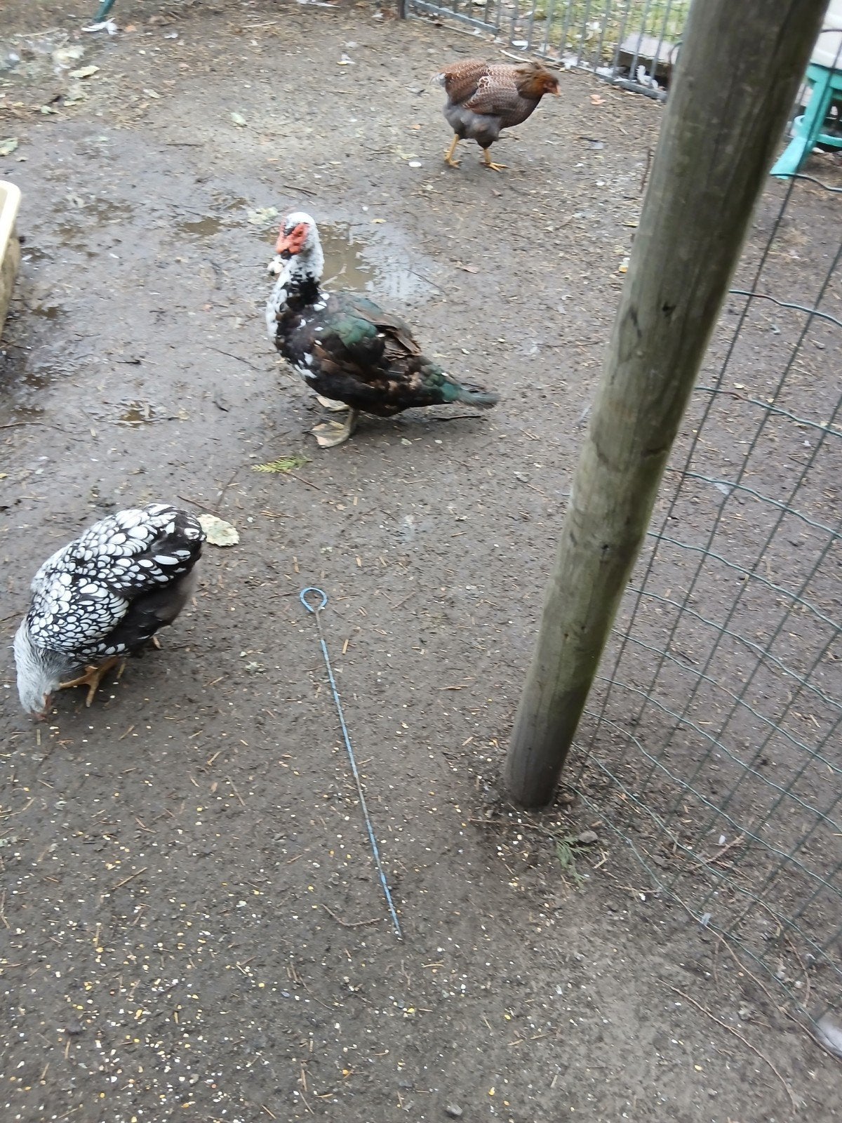 barbarie haan, Dieren en Toebehoren