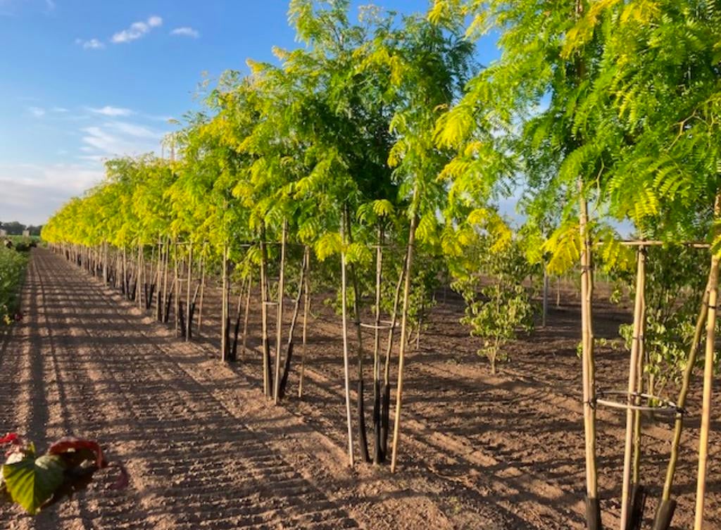 Gleditsia sunburst | meerstammige bomen in maten, Ophalen of Verzenden