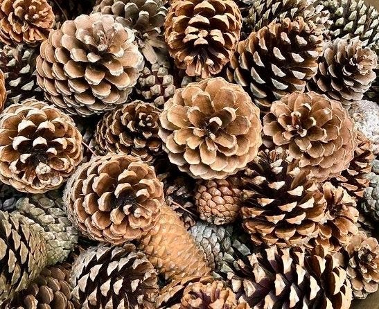 250 pommes de pin, décoration naturelle d'automne/de Noël, Enlèvement ou Envoi, Comme neuf