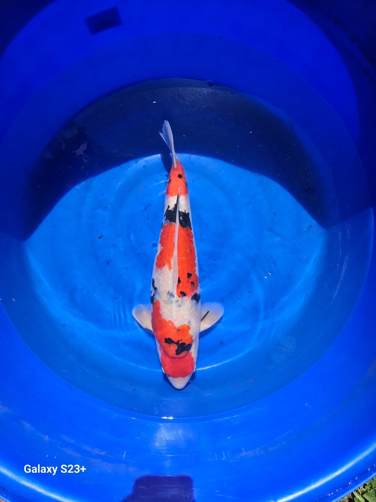 koi sakai 4 jaar, Dieren en Toebehoren, Vissen | Vijvervissen