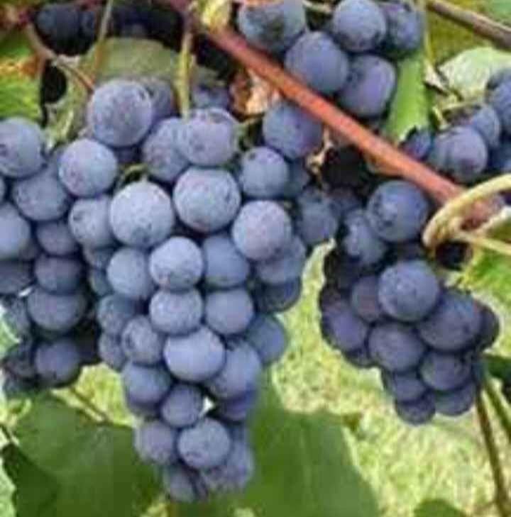 Vigne, Jardin & Terrasse, Enlèvement