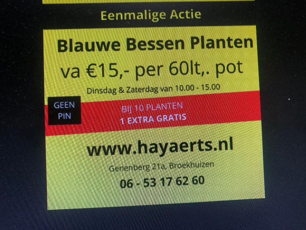 BLAUWE BESSEN PLANTEN IN POT, Tuin en Terras, Ophalen, Overige soorten, Struik, 100 tot 250 cm