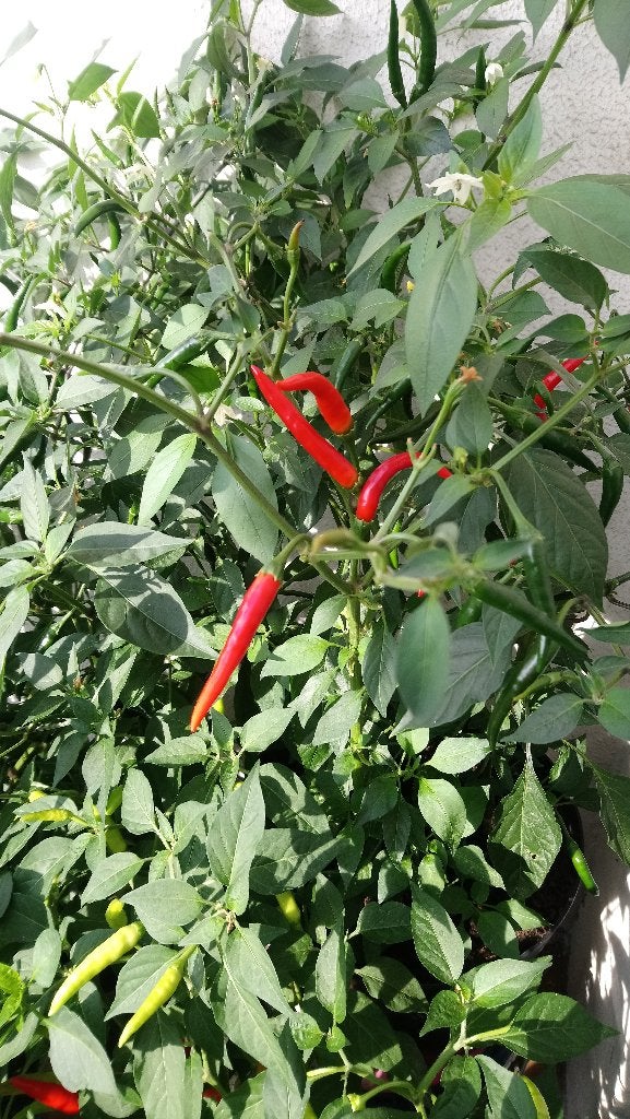 Chili Pepper Planten 9 + Pot Cultuur + Glazen Onderzet, Ophalen, Zo goed als nieuw, Overige typen