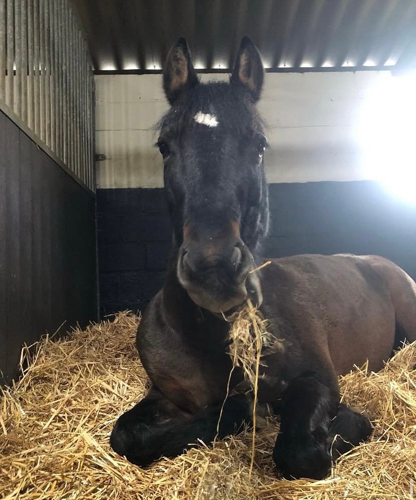 Te koop: leuk buitenrit paard, Dieren en Toebehoren, Gechipt, Minder dan 160 cm, Ruin, Zadelmak