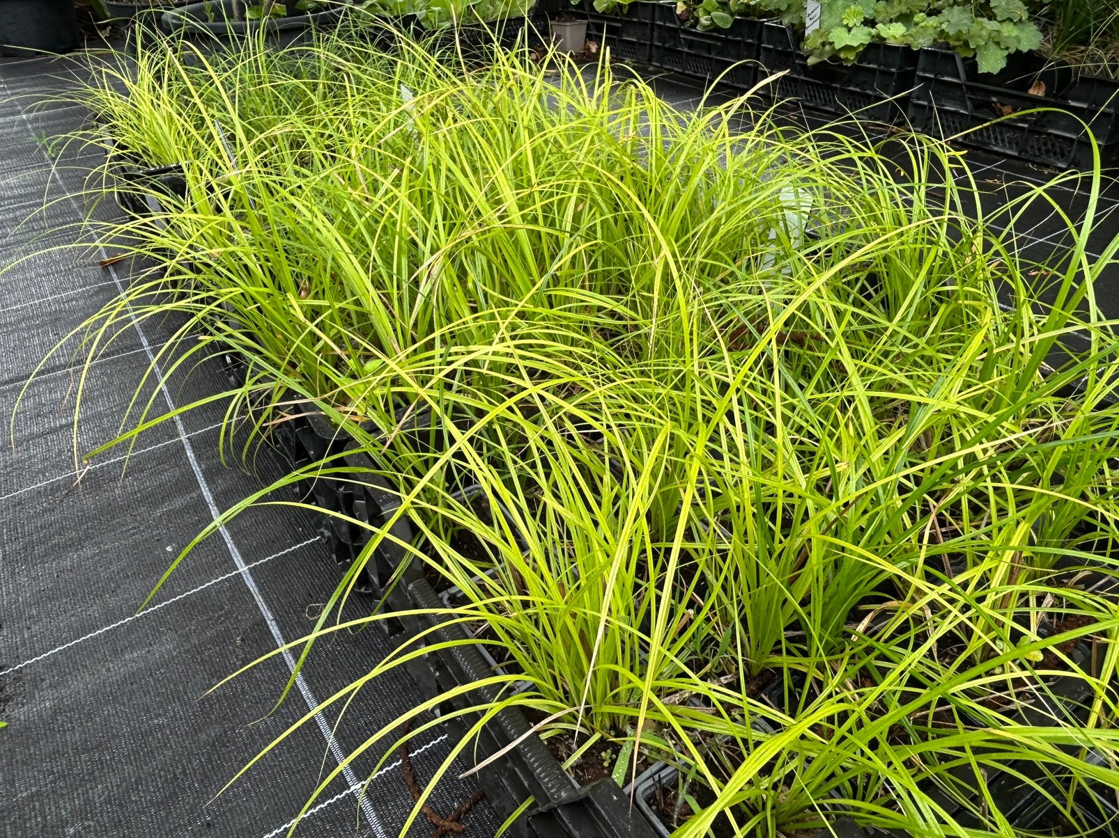 Carex ‘kyoto’, Tuin en Terras, Ophalen, Halfschaduw
