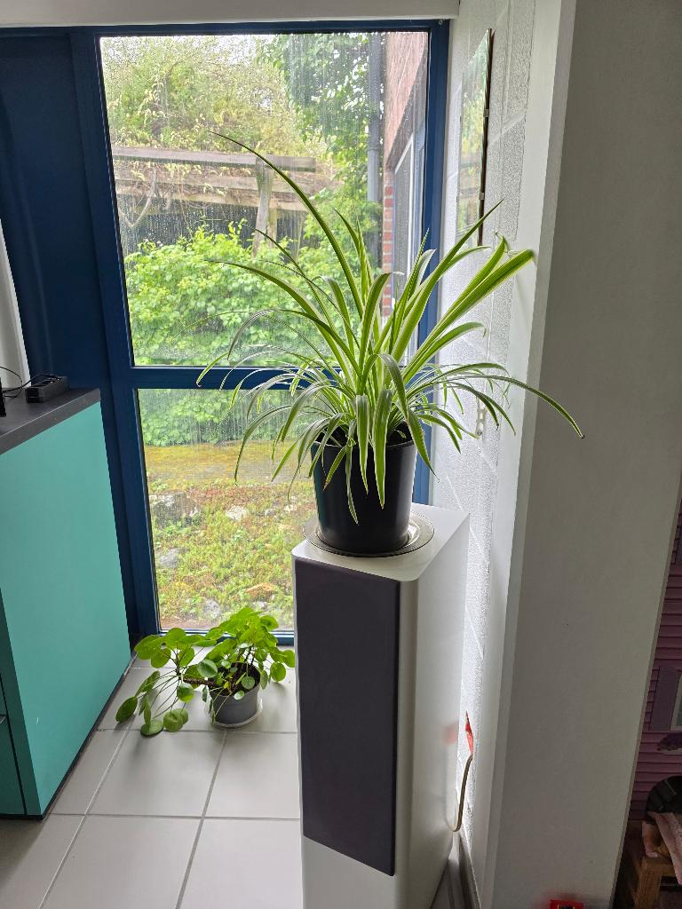 Graslelie-Chlorophytum (kamerplant), Enlèvement, En pot