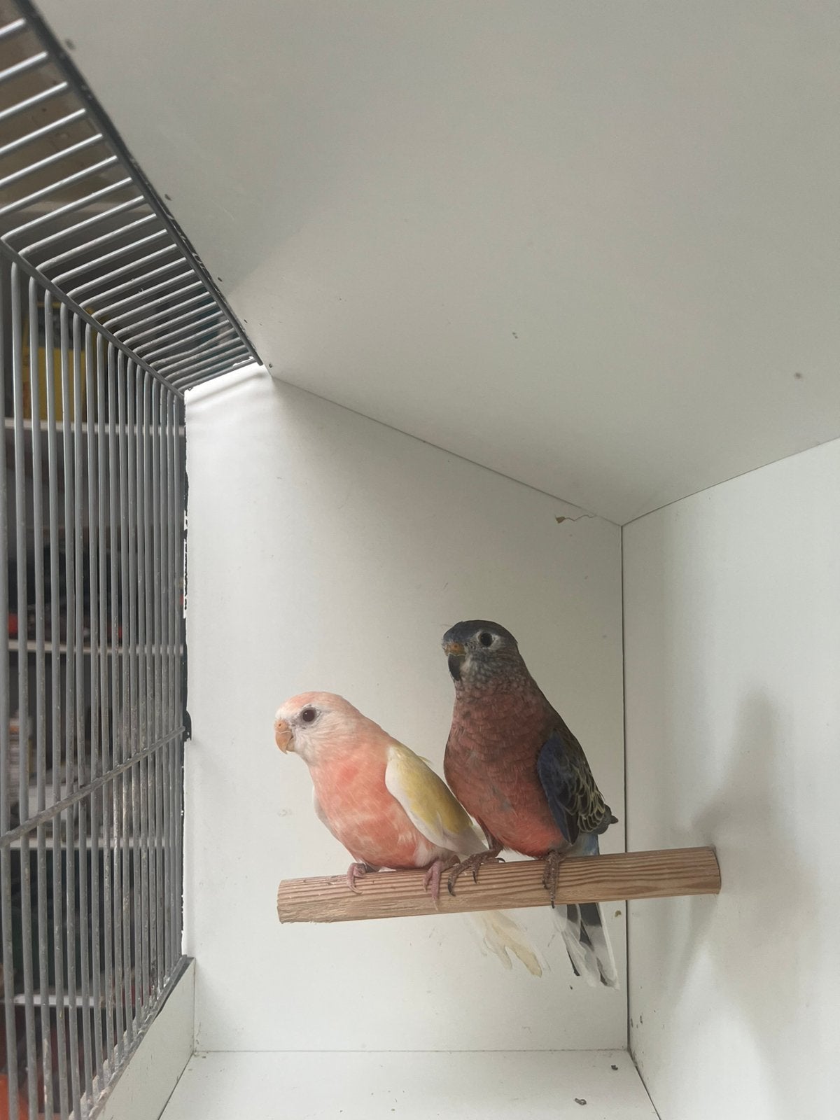 Koppel Bourkes, Meerdere dieren, Parkiet, Geringd
