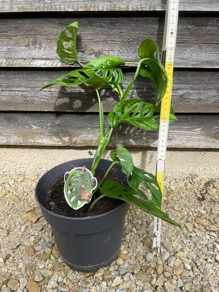 Monstera Monkey Leaf 30cm, Enlèvement