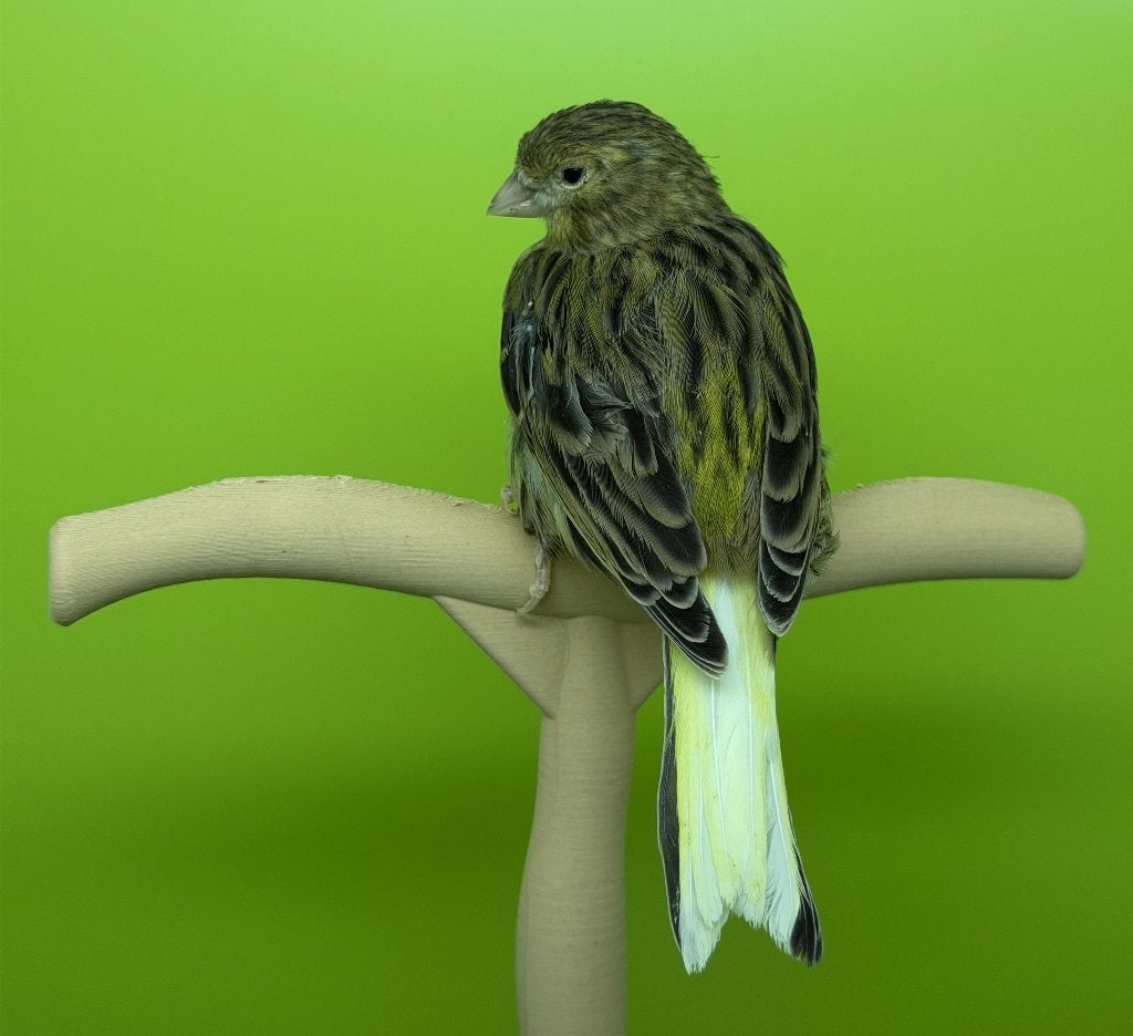 Kanarie - kanaries van mei 2026, Dieren en Toebehoren, Vogels | Kanaries, Meerdere dieren, Zangkanarie