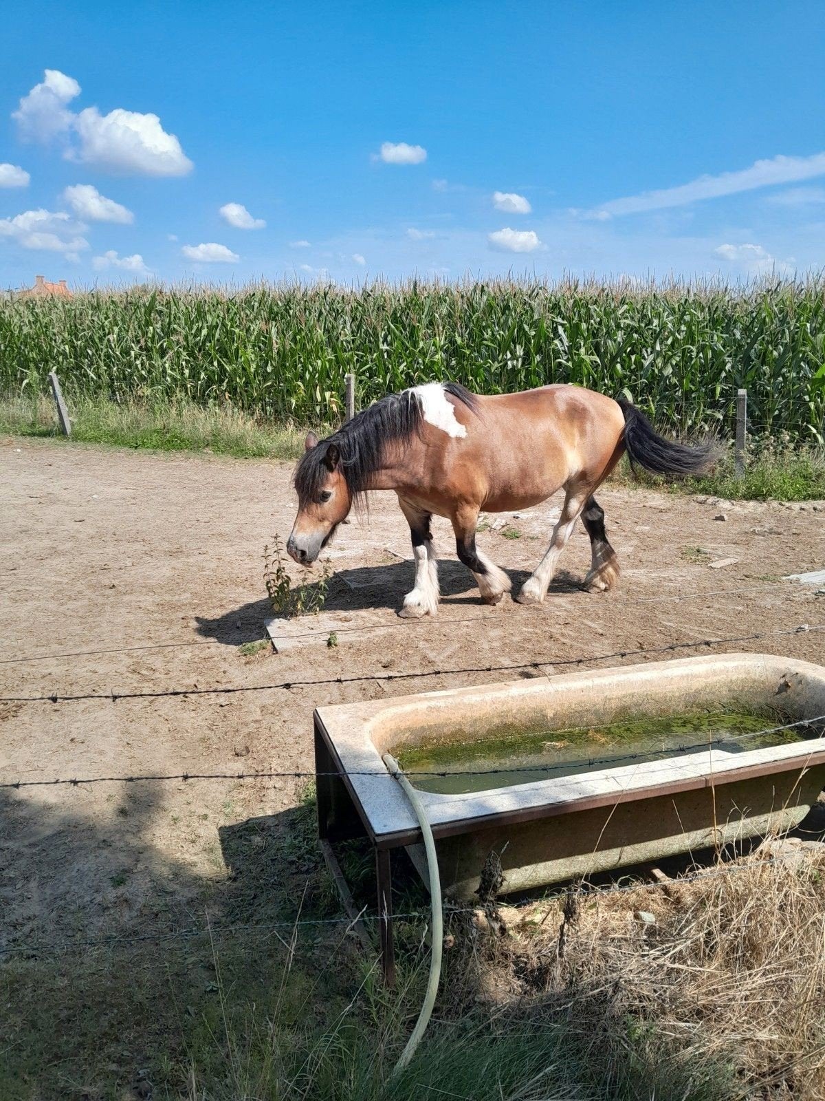 tinker te koop, Jument