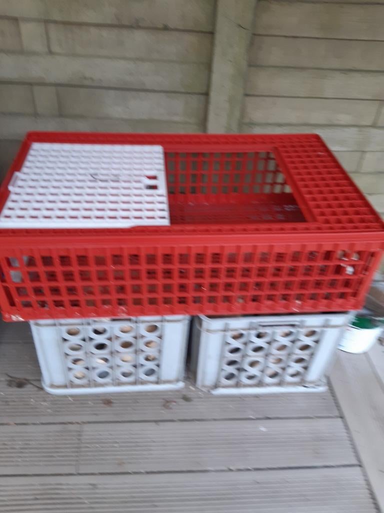 Transportkist voor pluimvee 95L 55B 28H., Ophalen, Gebruikt, Kunststof, Overige typen