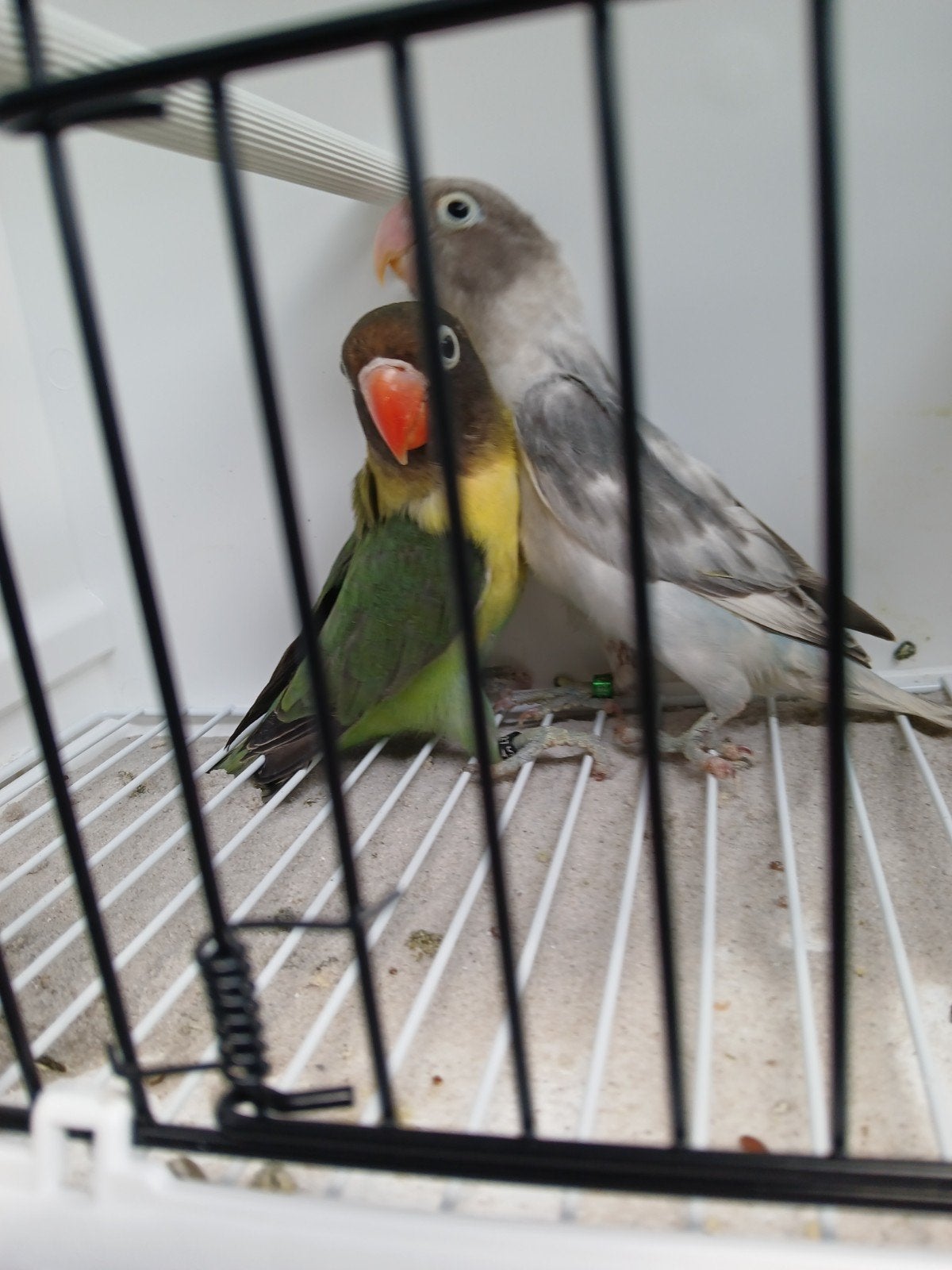 Personata.s, Animaux & Accessoires, Oiseaux | Perruches & Perroquets