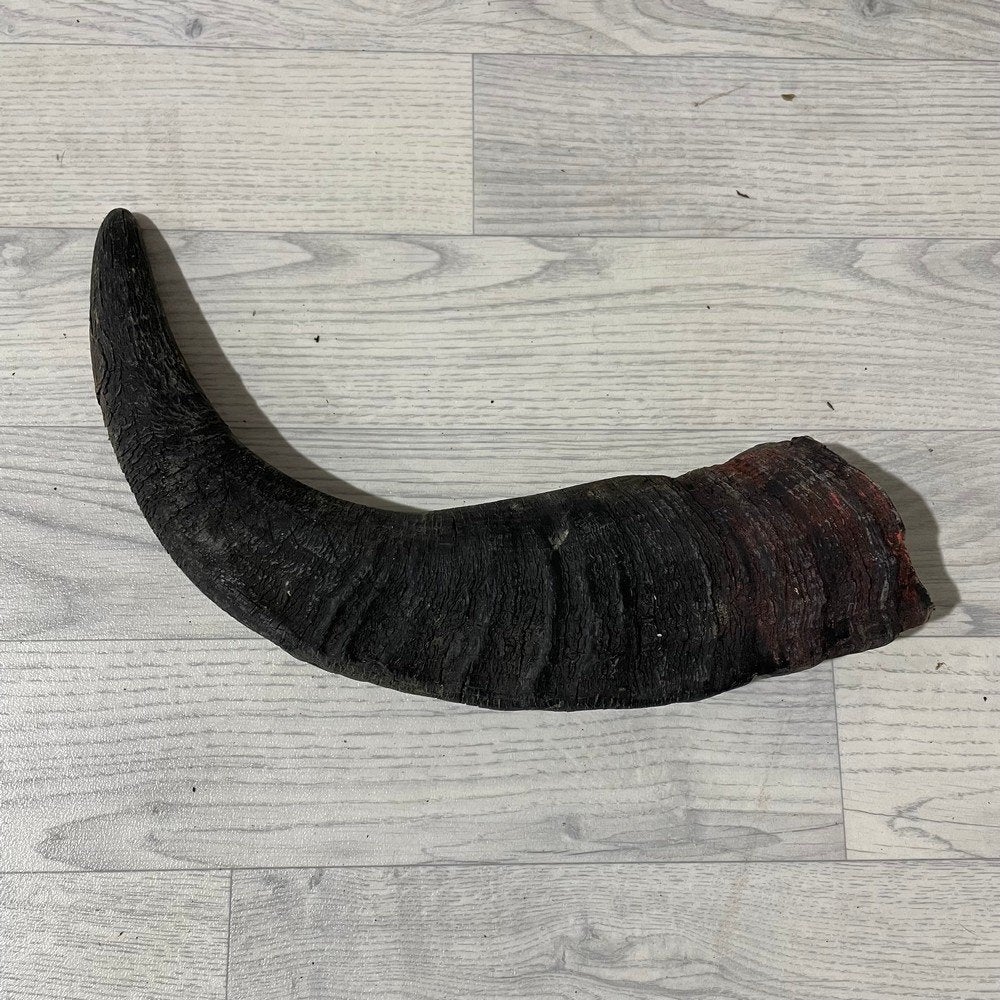 Waterbuffel hoorn los 50cm nr 303 | Lederstore, Collections, Enlèvement ou Envoi, Neuf, Animal de ferme, Bois ou Tête