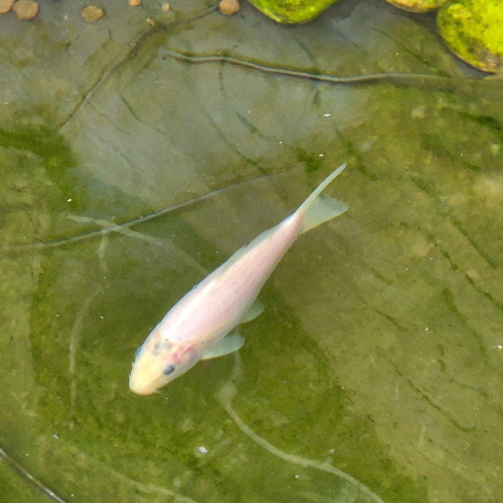 koi