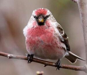 Noordse barmsijs pop gezicht !!!!, Dieren en Toebehoren